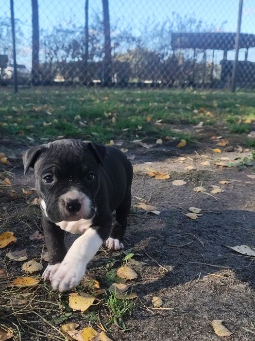 Suczka American Staffordshire Terrier