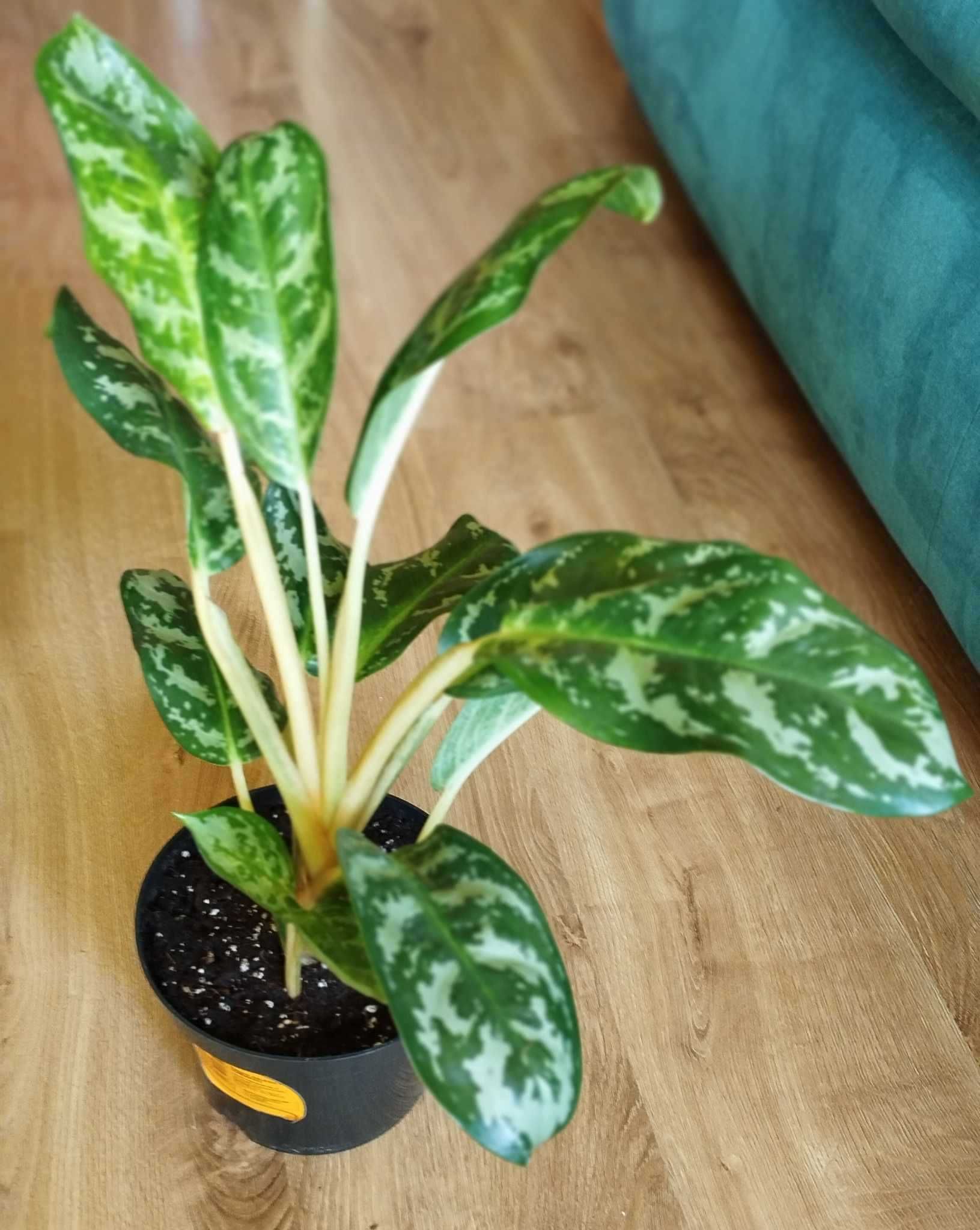 Aglaonema Amazon Silver -roślina doniczkowa _Łódź
