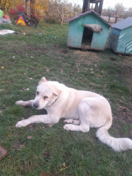 Середньоазійська вівчарка, хлопчик