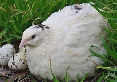 Инкубационное яйцо перепелов техасский