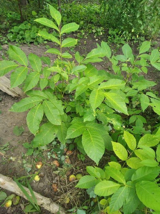 Грецкий орех. Саженцы 4-х летки есть сливы и вишни