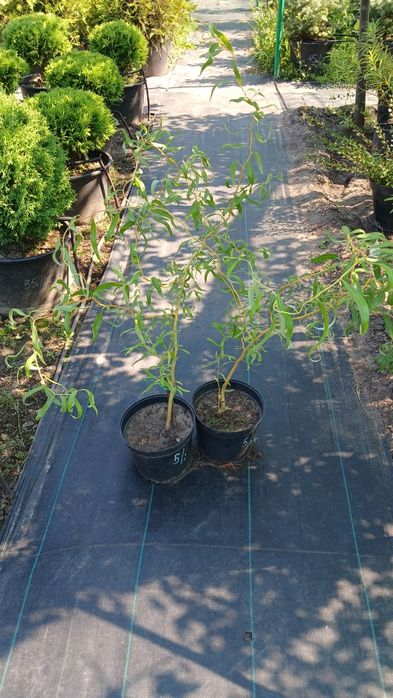 Верба Матсудана, Хакуро-Нішікі, Секка,  японська