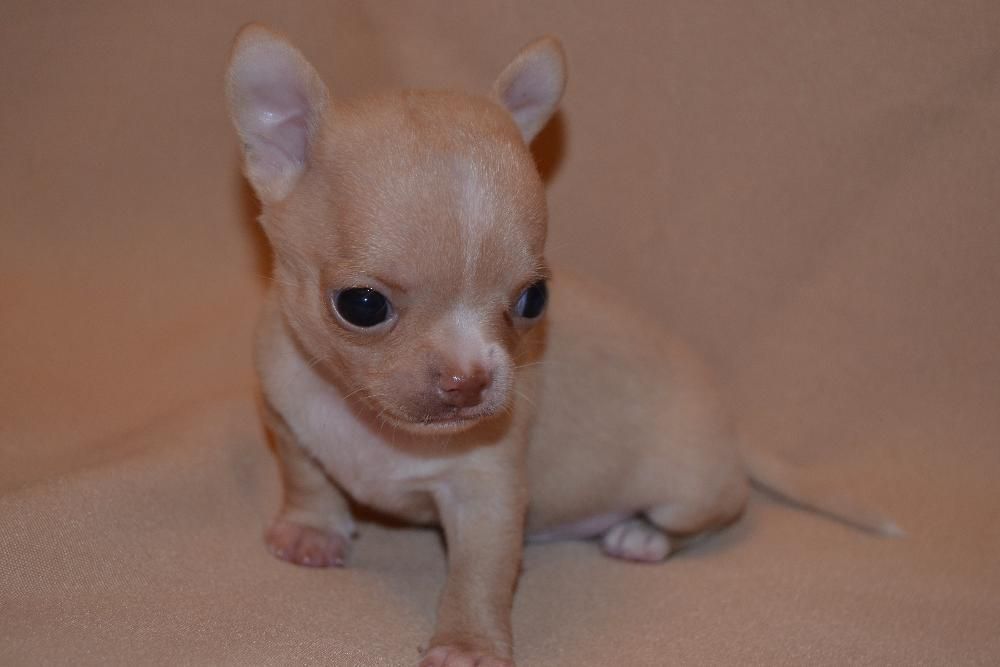 *Породные щенки чихуахуа: питомник