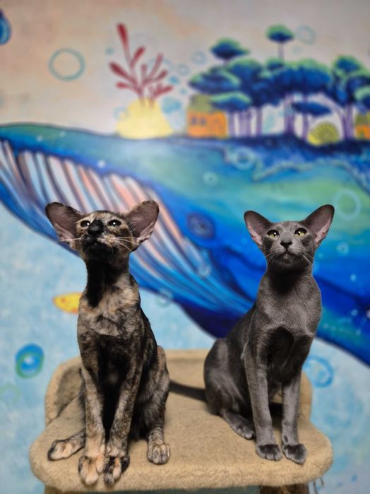 Орієнтальна дівчинка