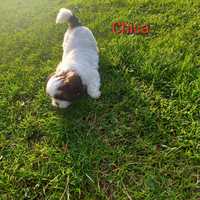 Shih-tzu tricolor