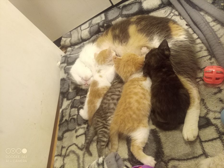 Oddam kocięta w dobre ręce