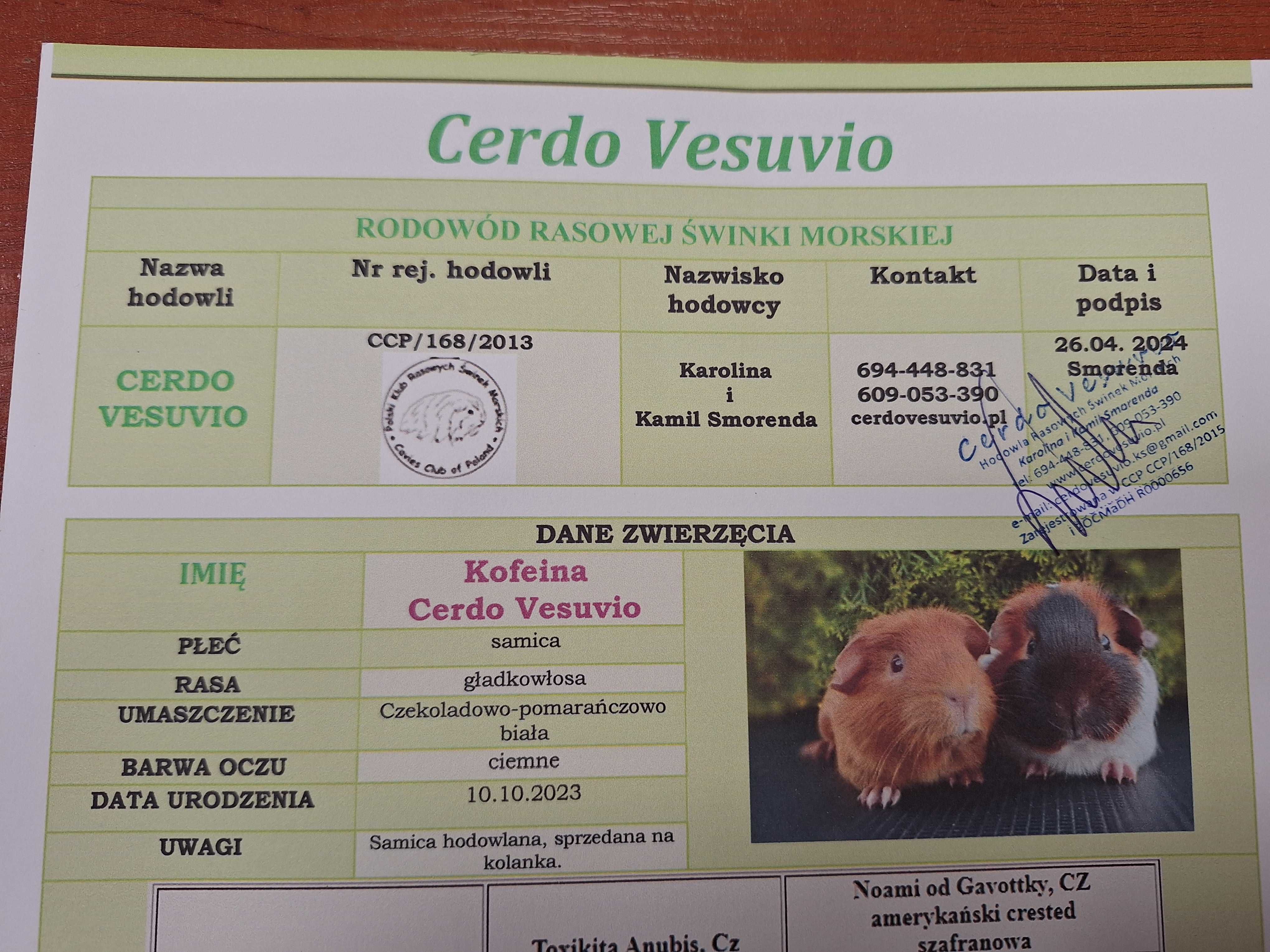 Świnka morska, dwie dziewczynki, cavia domowa, rodowód, wyposażenie