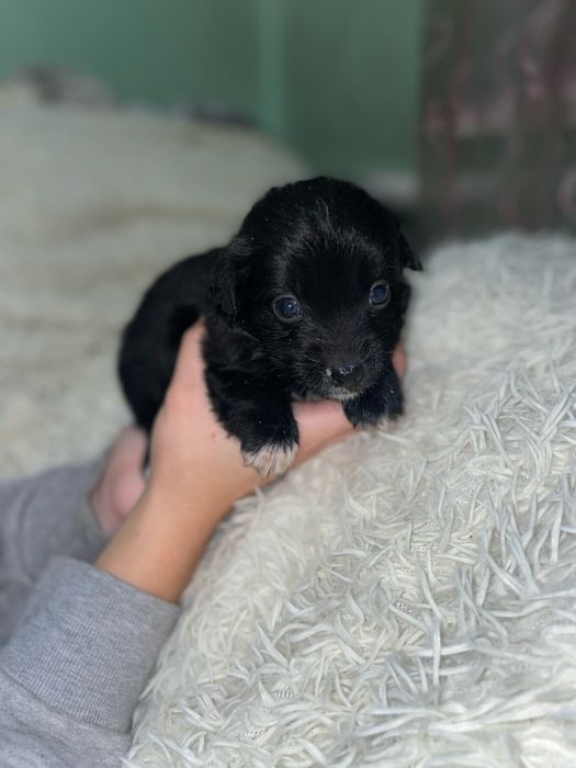 Цуценя кажанчик, собака