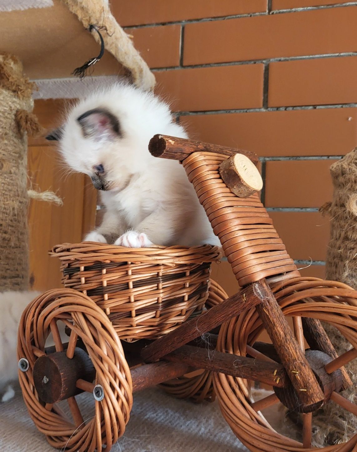 Ragdoll Ragdolle Ragdollowo