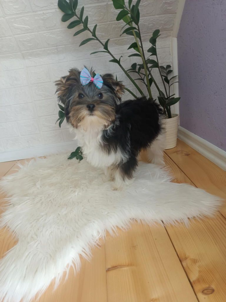 Yorkshire terrier śliczny biewer piesek