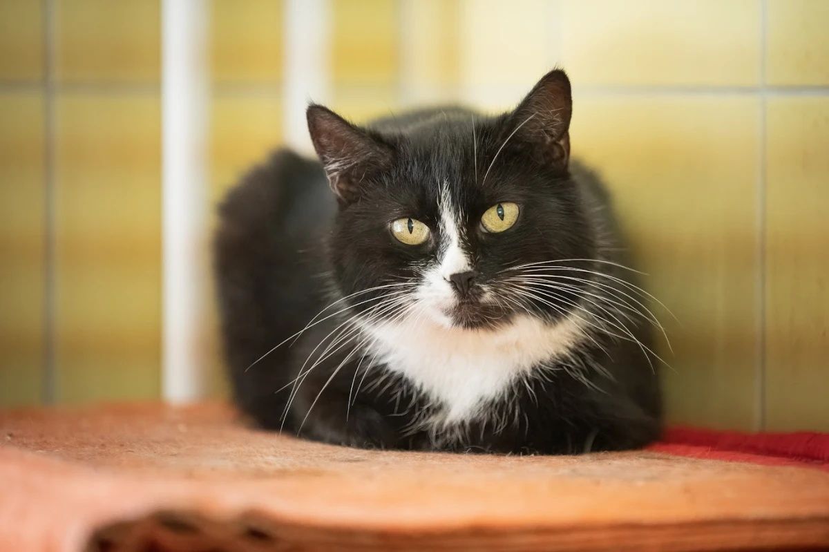 Kotka Greta do adopcji!