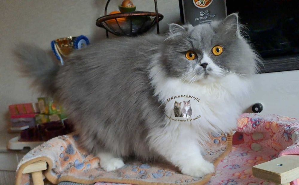 Młoda kotka brytyjska długowłosa niebieski bikolor spokojna zdrowa WCF