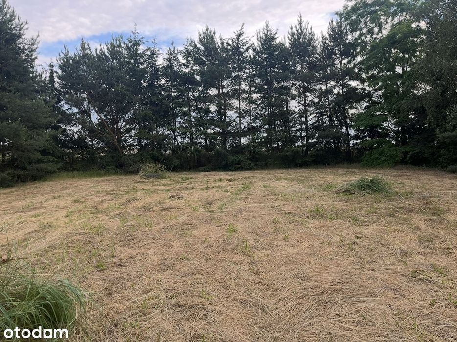 Ogrodzona działka 32 ary  w Ramiszowie koło Wrocławia