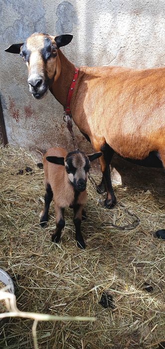 Owce kameruńskie sprzedam