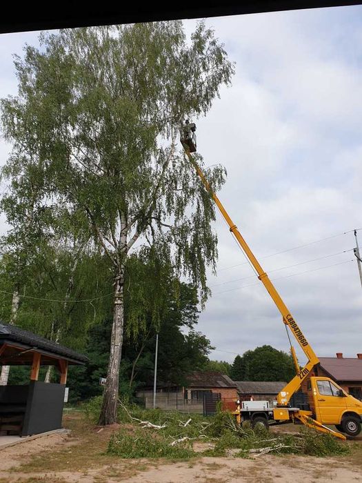 Podnośnik koszowy 22M. Wynajem, Usługi, Wycinka drzew