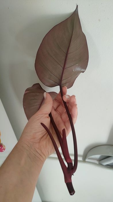 Philodendron Pink Princess Szczyt Regres Bordowe Liście Filek Duże