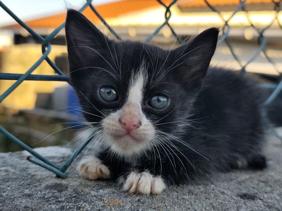 Gatos para adoção
