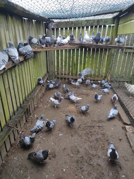 Gołębie pocztowe od 10zł ptaki