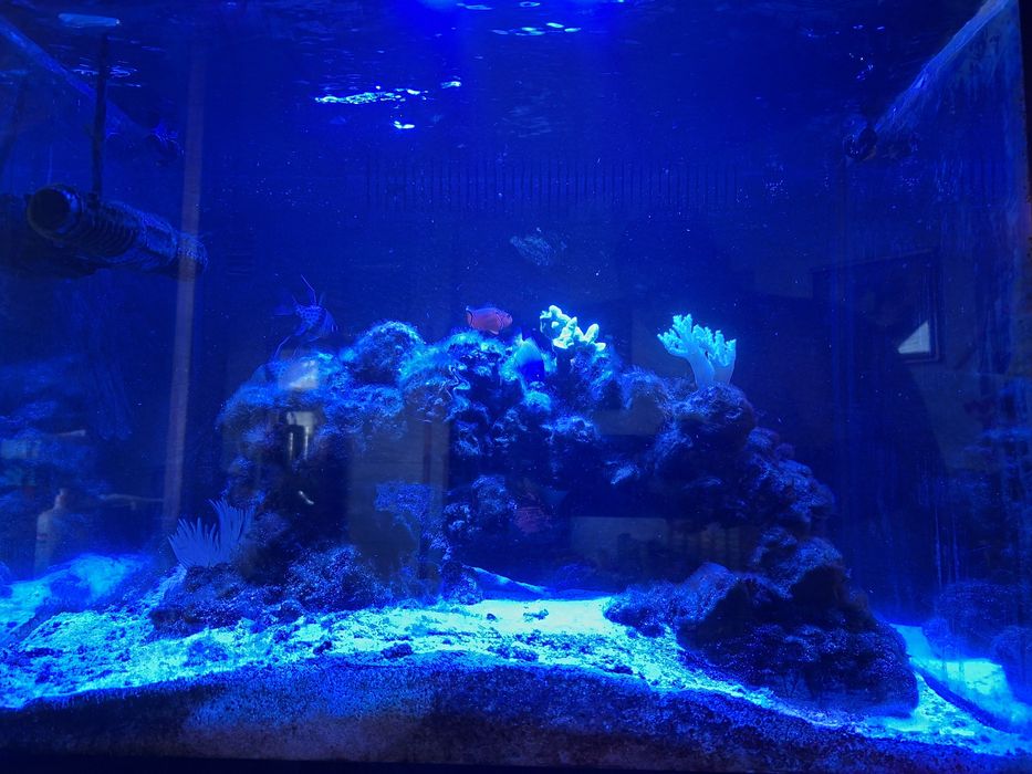 Akwarium morskie 90L + sump 40L kompl cena do dogadania et z życiem i