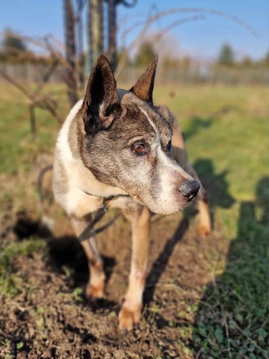 Zaniedbany pies Dżok do adopcji!