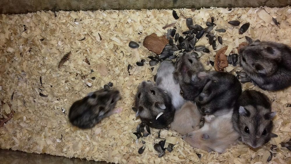 Карликовые цветные хомячки