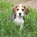 Beagle piesek sprzedam