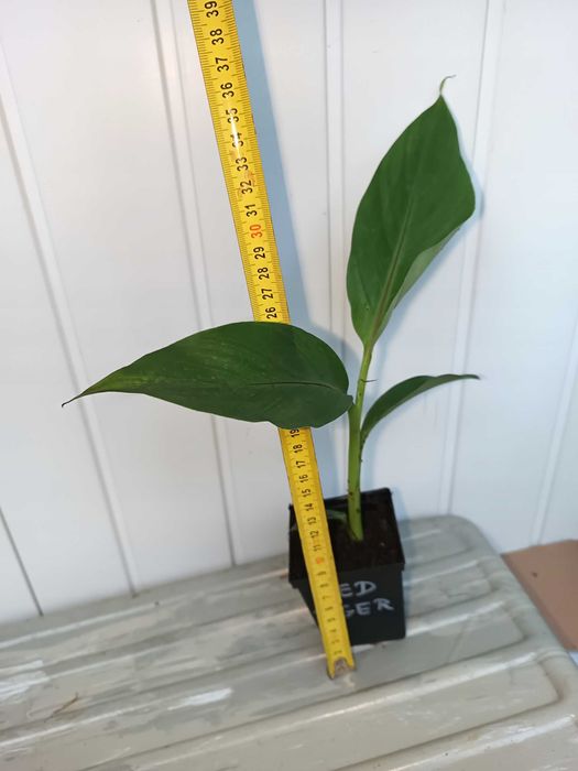 Bananowiec MUSA SIKKIMENSIS RED TIGER sadzonka P9 banan 20CM