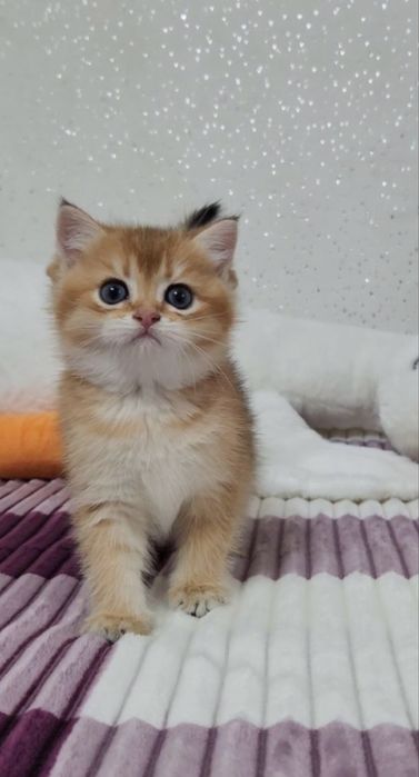 Грайливе , ручне кошеня золота шиншила