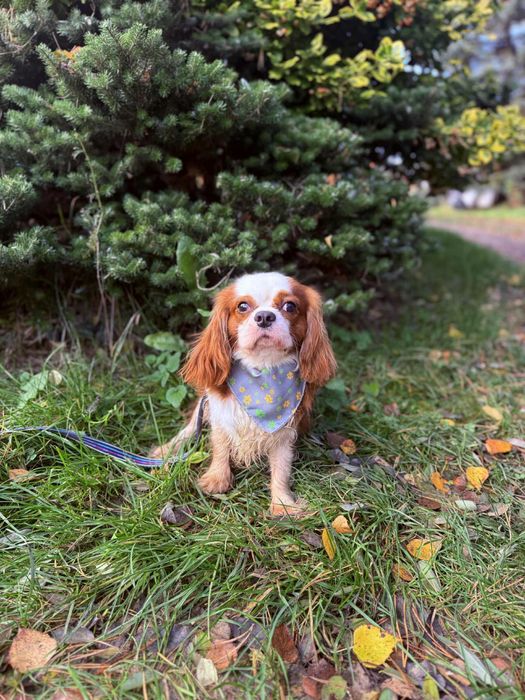 Cavalier king charles spaniel blenheim samiec odchowany