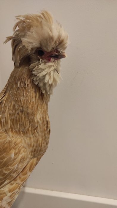 Czubatka Padewska kurka