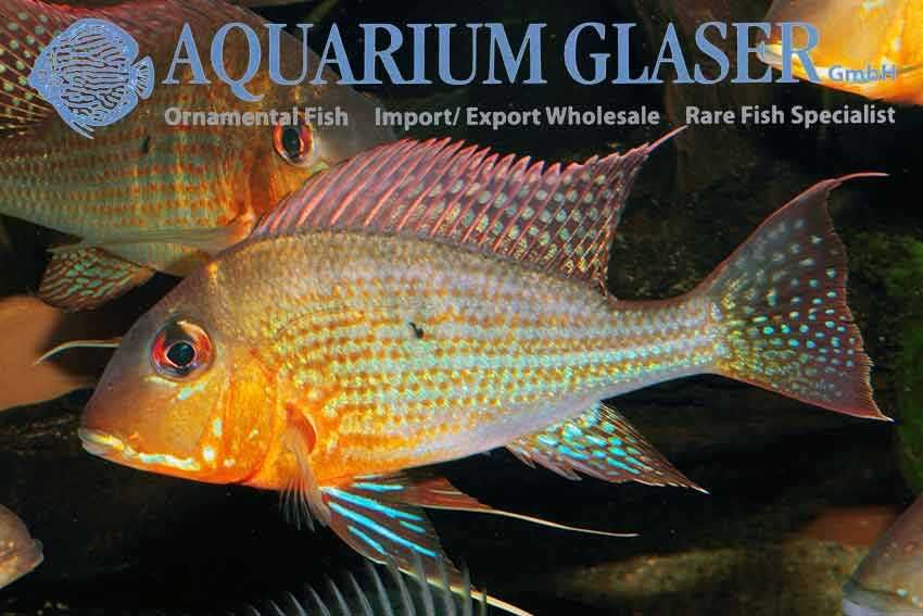 Geophagus altifrons Tocantins wild