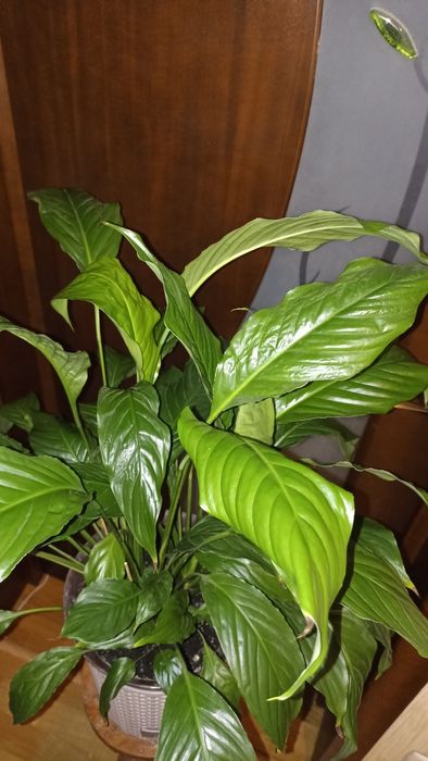 Спатіфілум, продається одним лотом