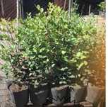 Alfarrobeiras para plantar