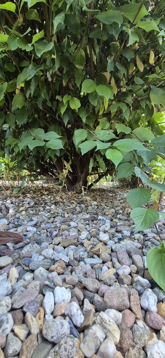 Dereń roślina ogrodowa