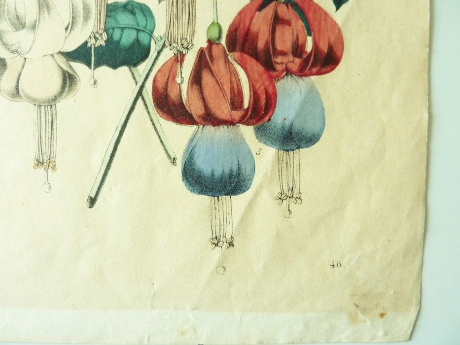 Gravura com Flores abertas 1857