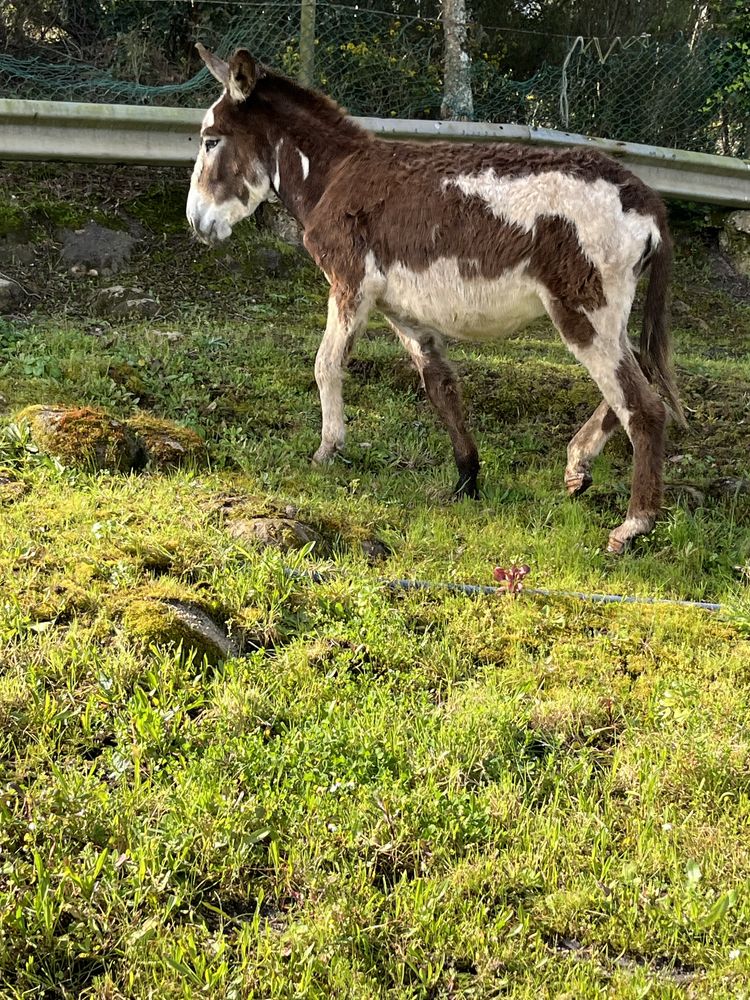 Burra malhada montada engatada