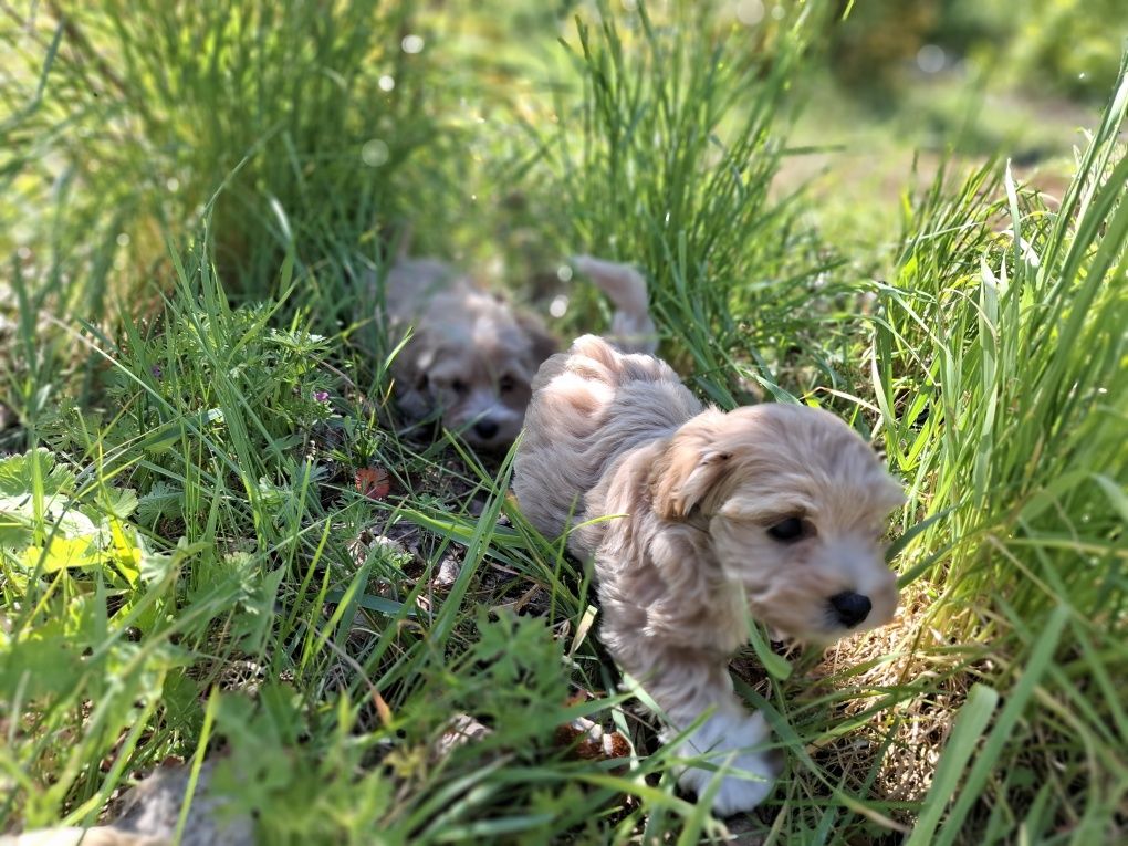 Maltipoo szczeniaki