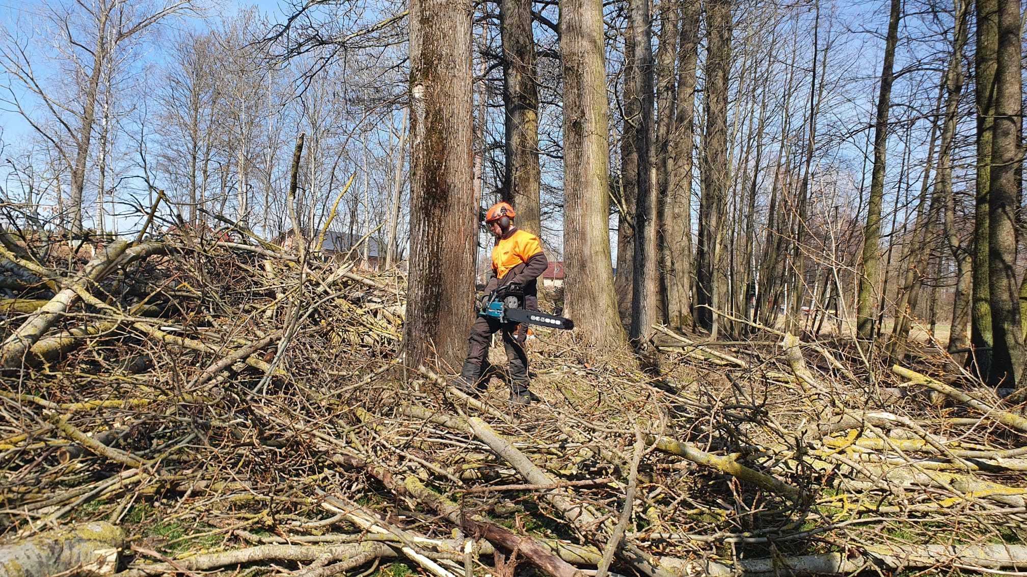 wycinka drzew metodą alpinistyczną prace wysokościowe frezowanie pni