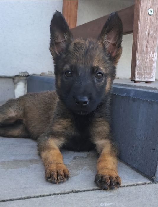 Owczarek belgijski Malinois suczka