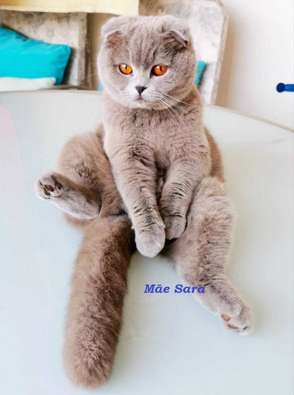 Scottish Fold point azul macho