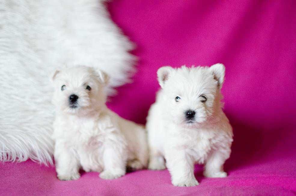 West Highland White Terrier - suczka ;)