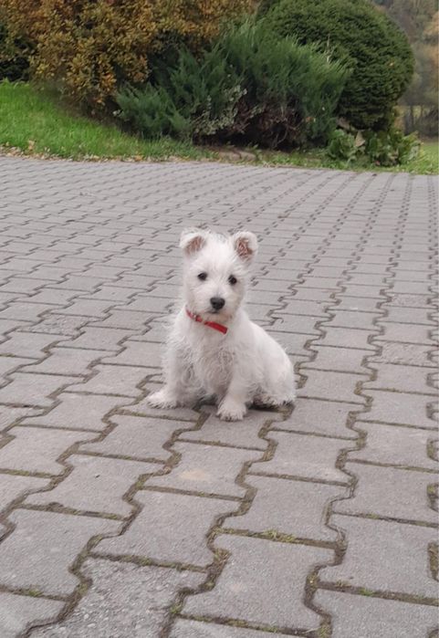 West Highland White Terrier - suczka (szczenię)