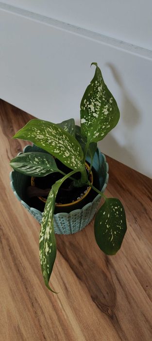 Difenbachia kwiat domowy