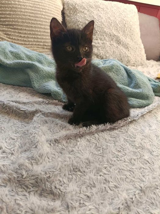 Margolcia czarne szczęście