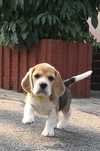 Beagle Bigle szczenię rodowodowe ZKwP / FCI po Championie Mł.