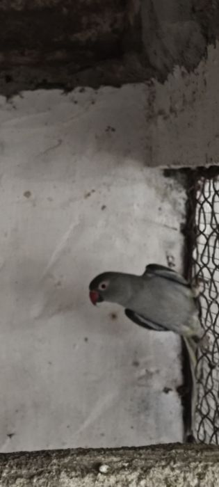 Ring necks Fêmea Adulta , Jandaya Fêmea, Aratinga sol