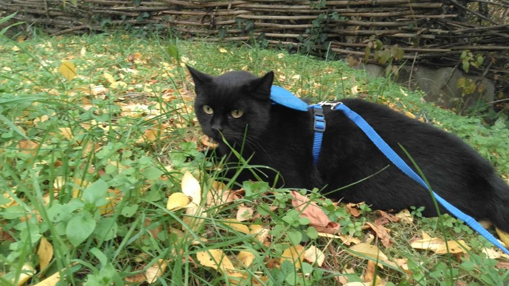 Молода стерилізована  кішка в хороші руки