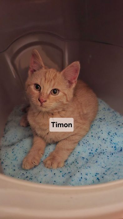 Śliczne kotki szukają dobrych domów!