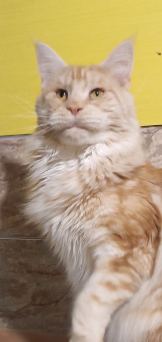 Шикарний кіт Мейн кун на вязку