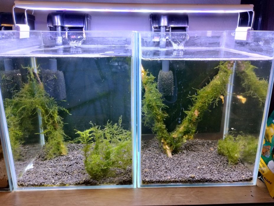 Aktualizacja. Akwarium krewtkarium, pakiet 3szt.